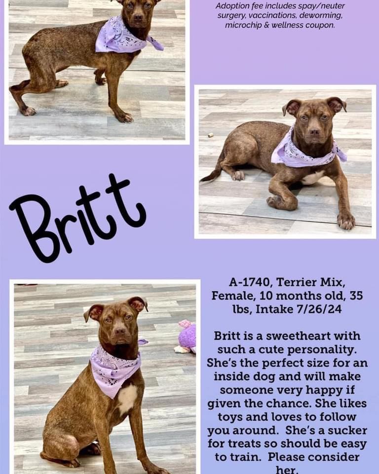 Britt, an adopted Terrier Mix in Aulac, NB_image-1