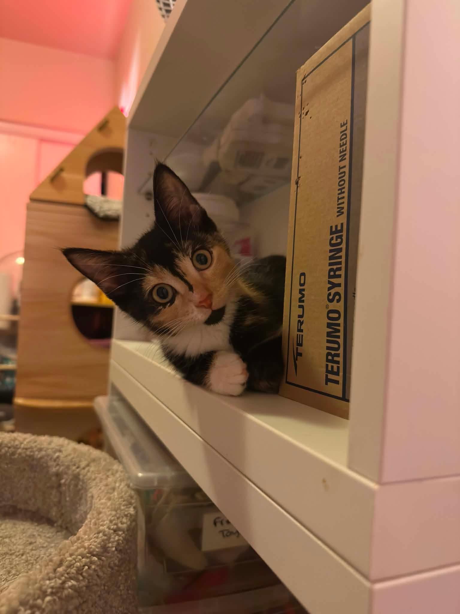 Enlarge Mona, a Adopted Domestic Short Hair in Shakespeare, ON image 6/6