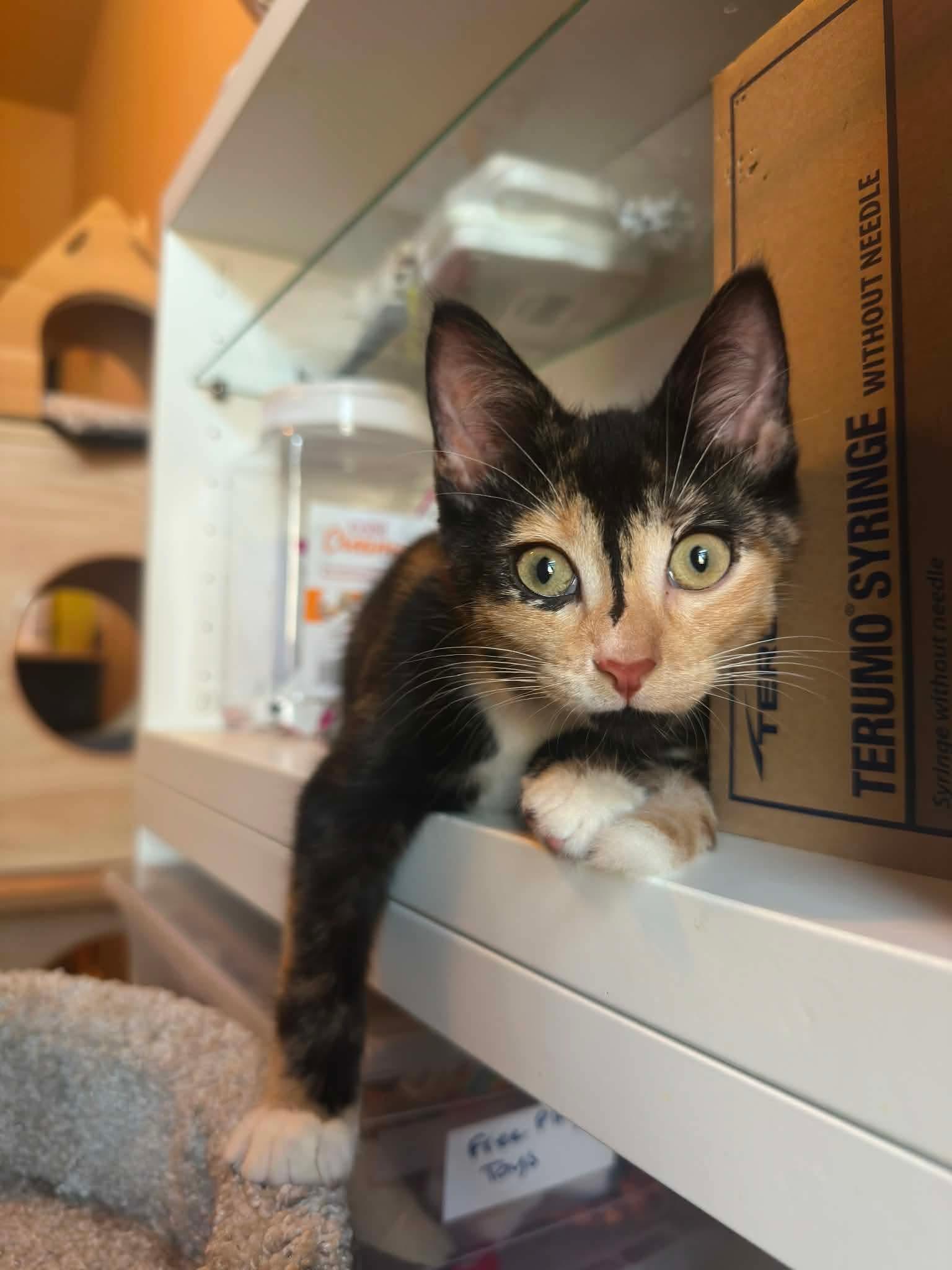 Mona, Adopted, Kitten Female Domestic Short Hair.