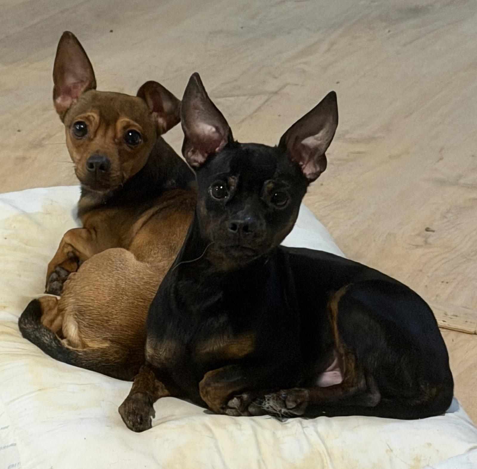 Cruiser and Gizzy, Adoptable, Adult Male Chihuahua.