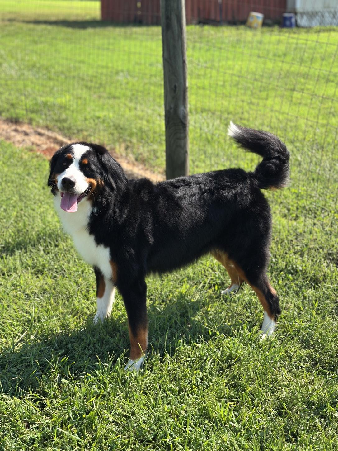 Oreo Sep 26, Adoptable, Adult Female Bernese Mountain Dog.