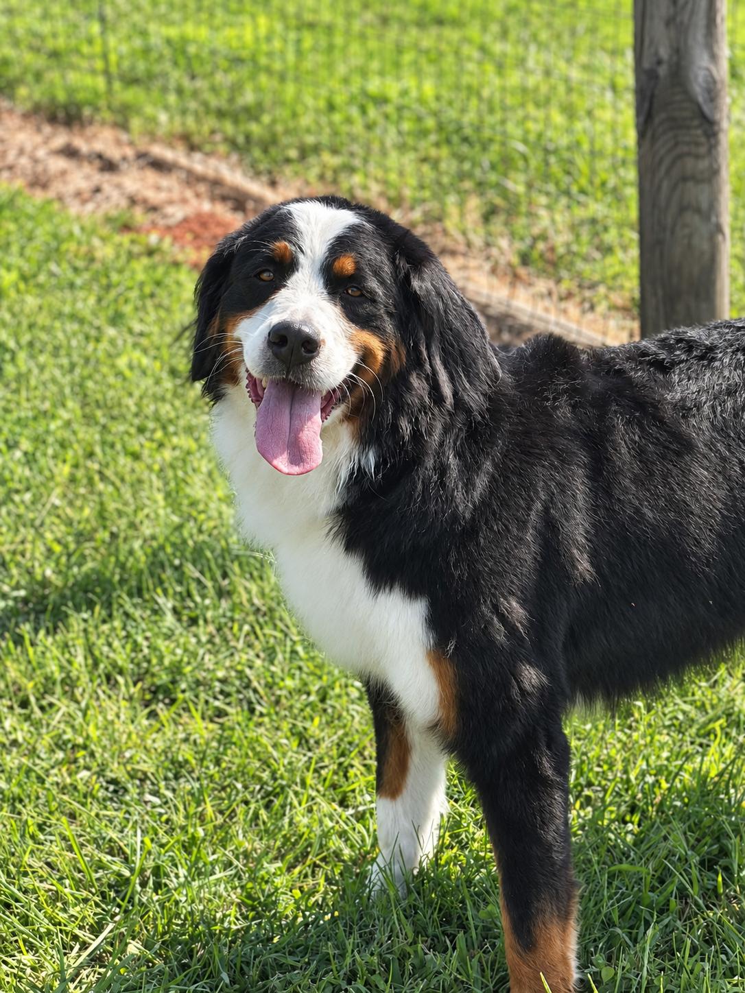 Enlarge Oreo Sep 26, a Adoptable Bernese Mountain Dog in Pacolet, SC image 2/3