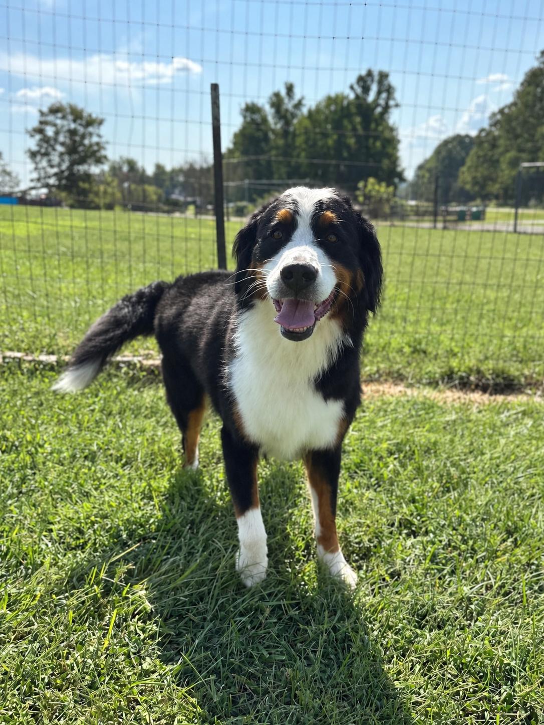 Enlarge Oreo Sep 26, a Adoptable Bernese Mountain Dog in Pacolet, SC image 3/3