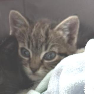 Enlarge Adora, a Adoptable Domestic Short Hair in Winchester, VA image 2/2