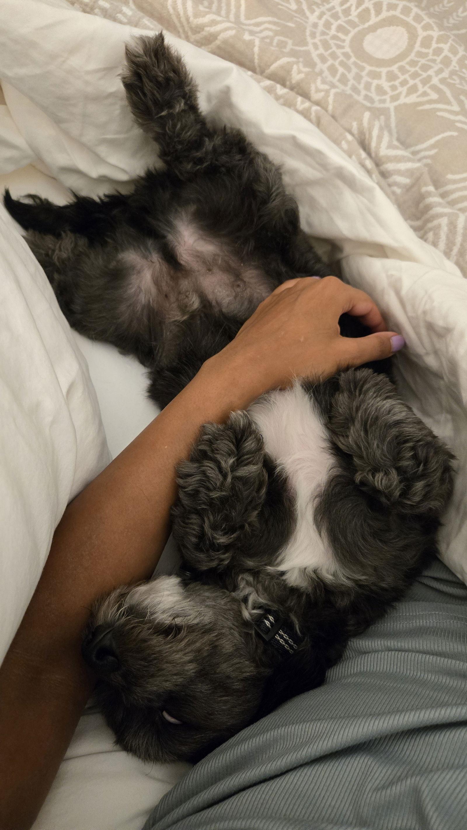 Dr. Pepper - Courtesy Post, Adoptable, Young Male Dachshund.