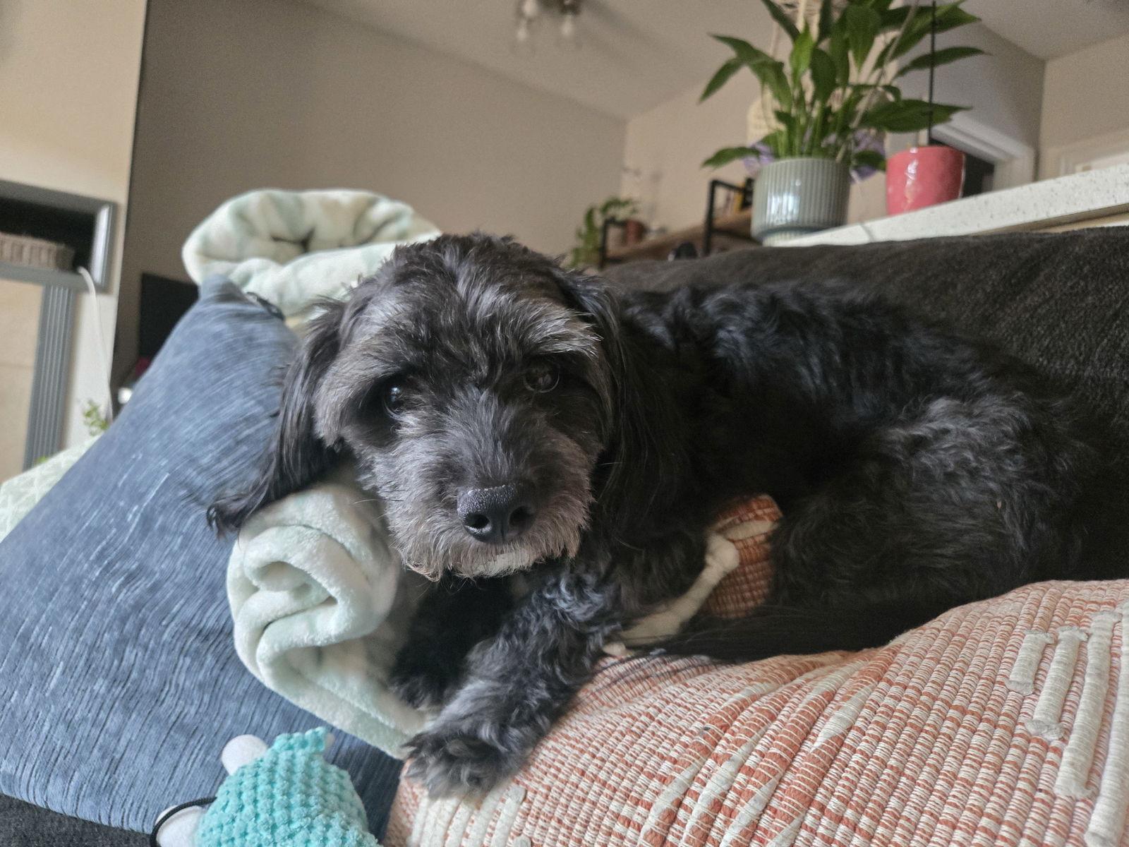 Enlarge Dr. Pepper - Courtesy Post, a Adoptable Dachshund in San Diego, CA image 2/3