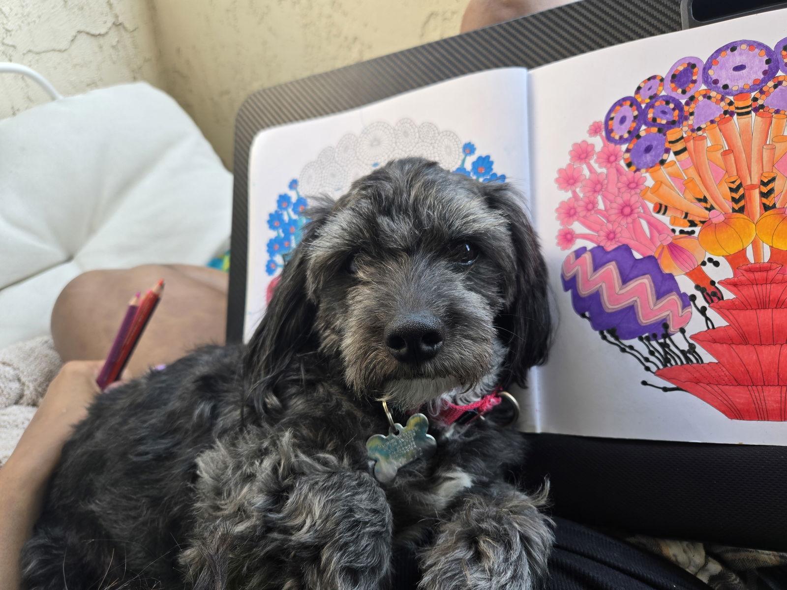 Enlarge Dr. Pepper - Courtesy Post, a Adoptable Dachshund in San Diego, CA image 3/3