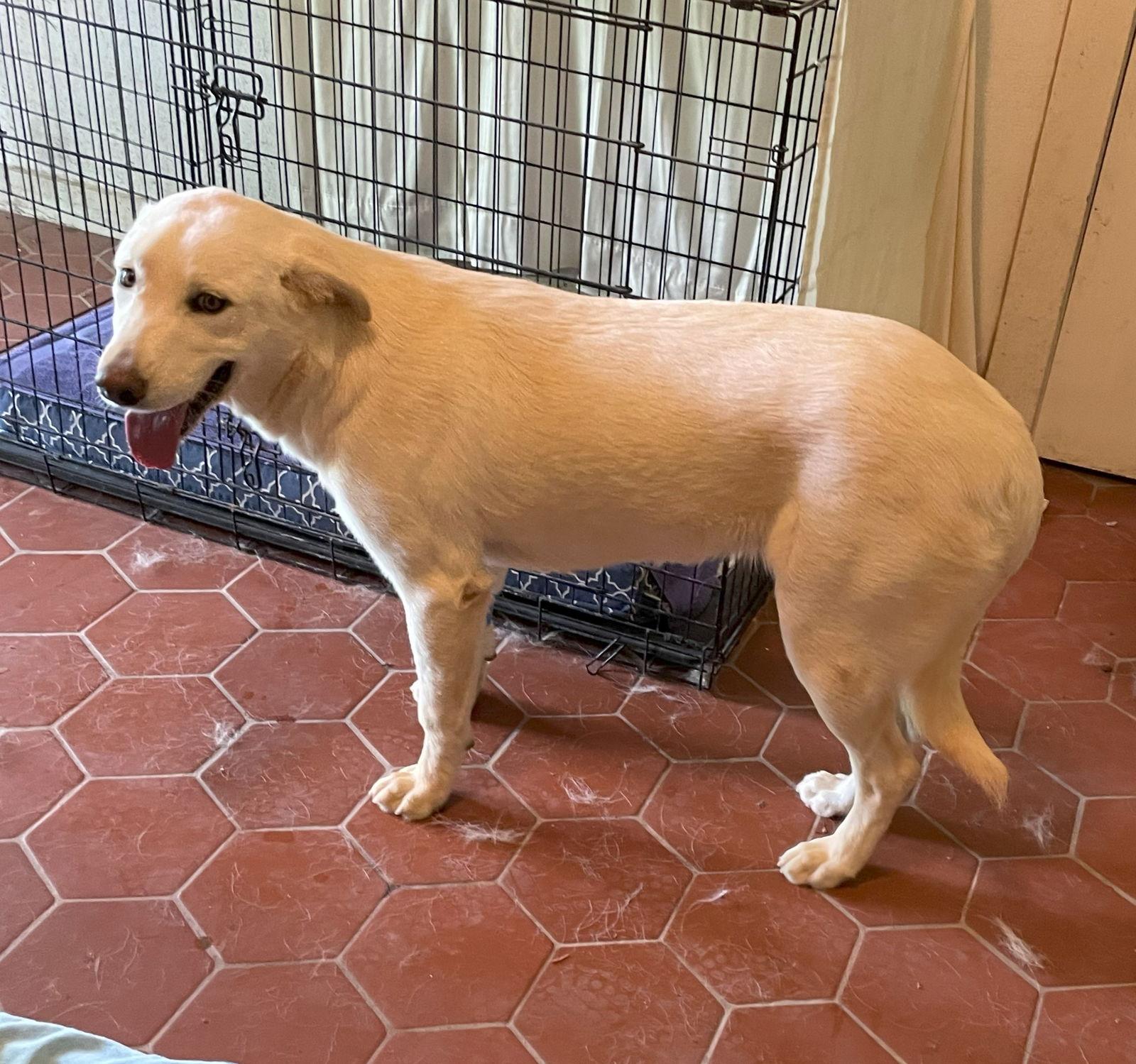 SugarPlum, Adoptable, Adult Female Anatolian Shepherd & Komondor.