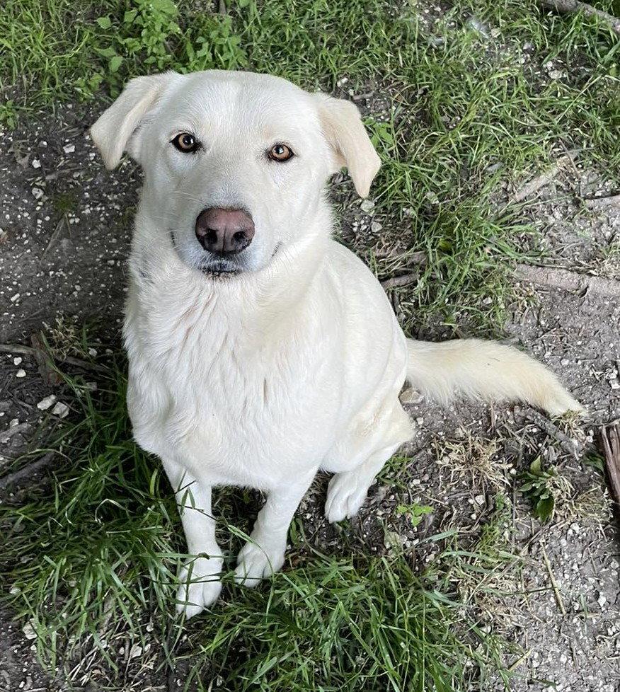SugarPlum, a Adoptable mixed breed in Whitewright, TX image 2/3