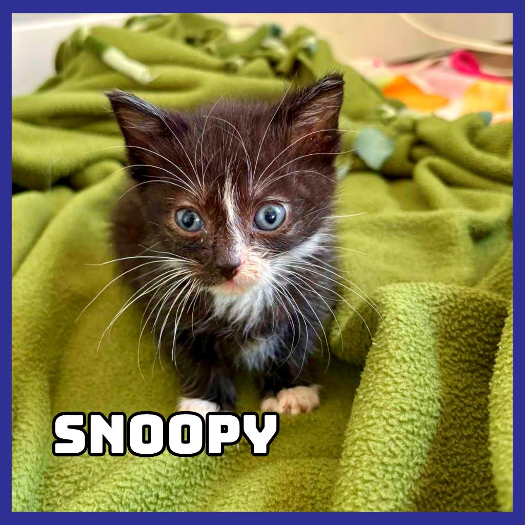 Enlarge Snoopy, a Adoptable Domestic Short Hair in Glenwood, MN image 1/1