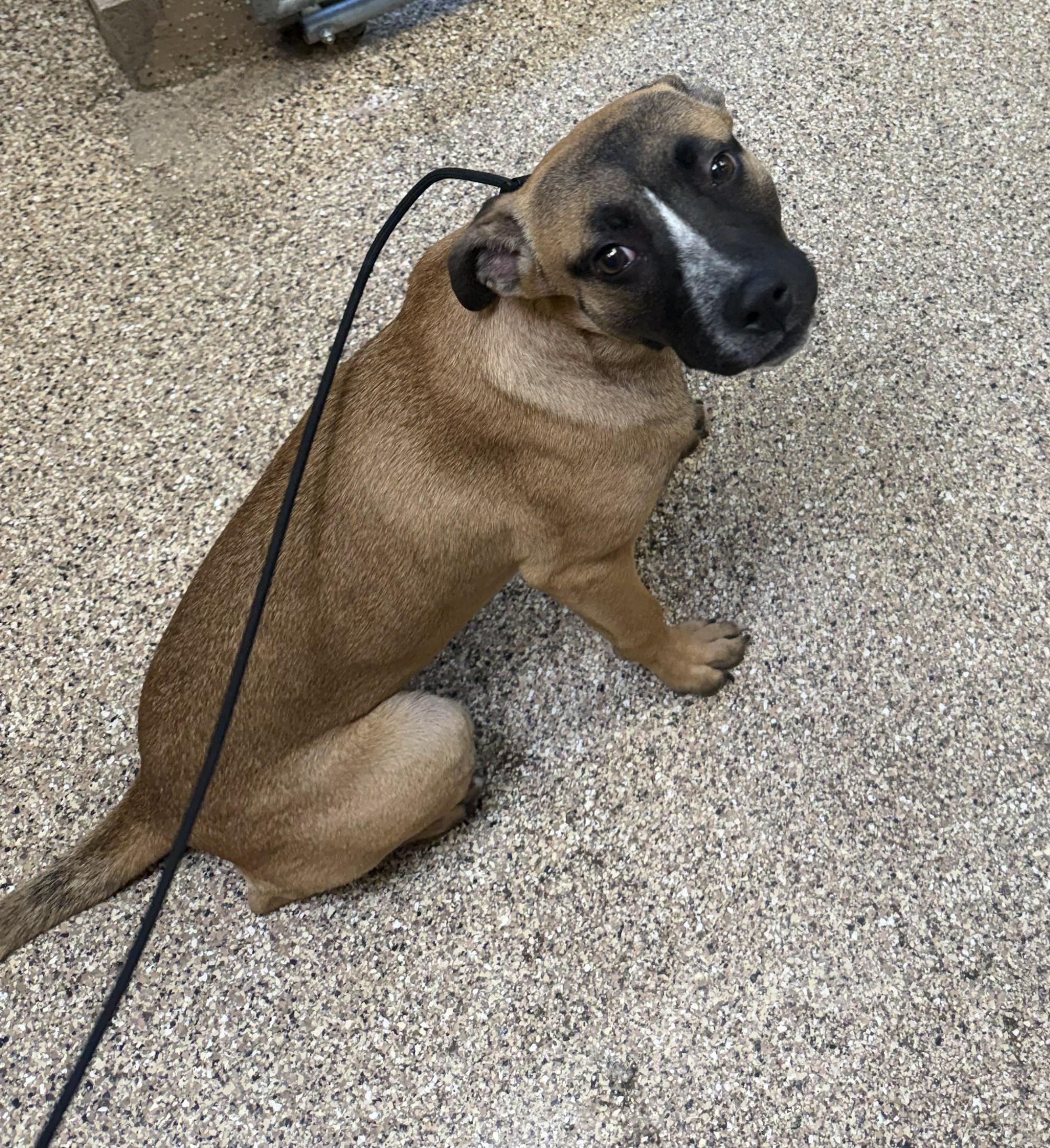 Enlarge Senna, an adopted mixed breed in Sierra Vista, AZ image 2/3