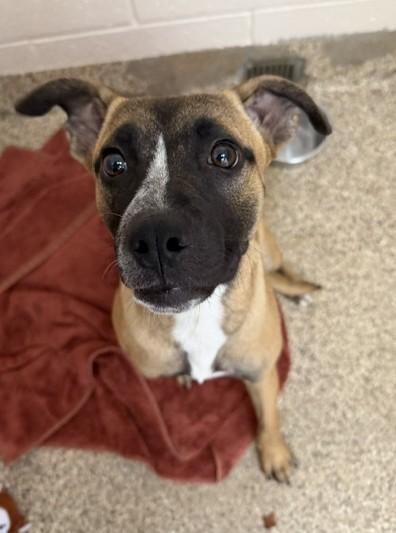 Senna, adopted, Young Female Boxer.