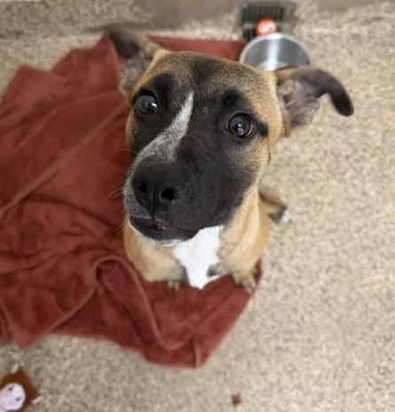 Enlarge Senna, an adopted mixed breed in Sierra Vista, AZ image 3/3