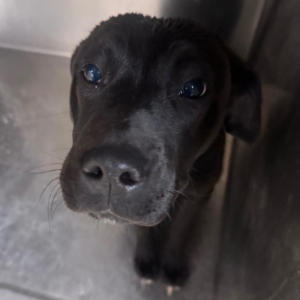 Enlarge Alvin, a Adoptable Mixed Breed in Winston-Salem, NC image 1/2