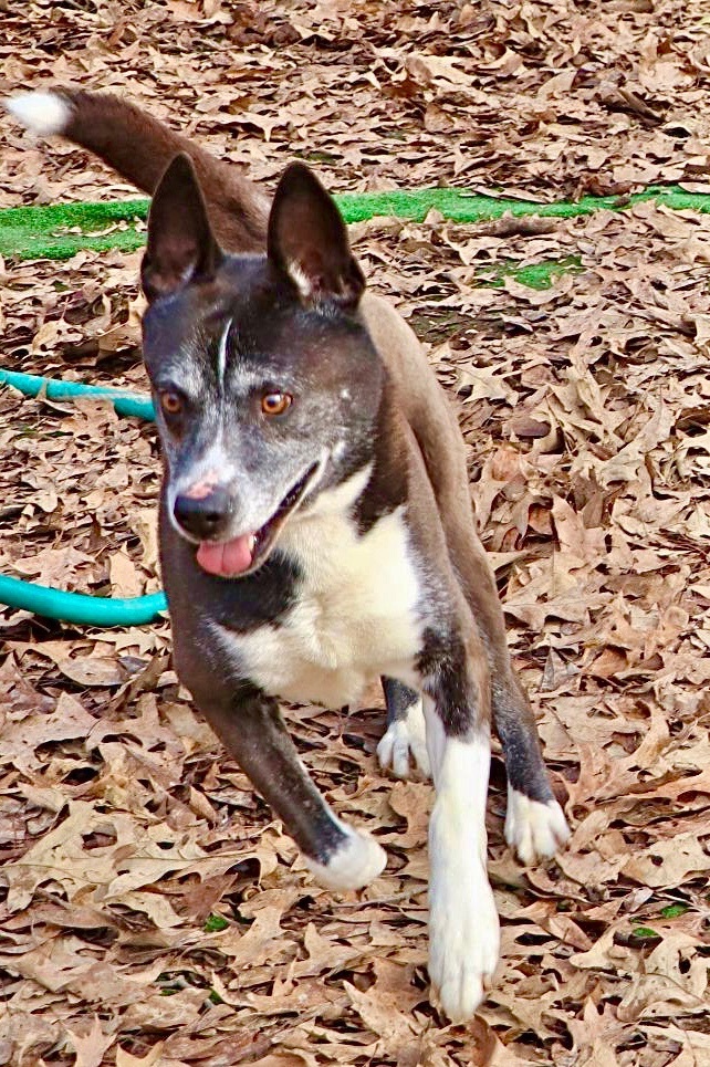 Jack, a Adoptable mixed breed in Amston, CT image 1/5