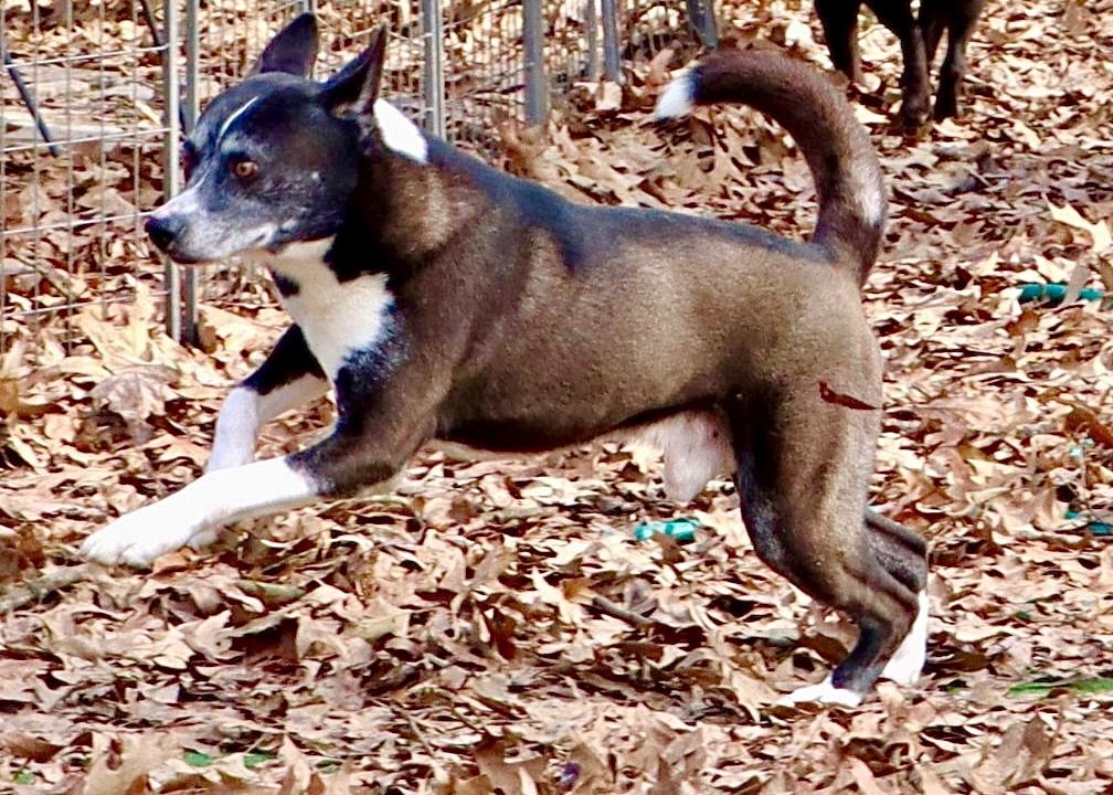 Jack, a Adoptable mixed breed in Amston, CT image 2/5