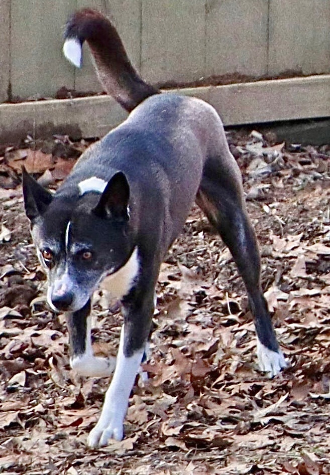 Jack, a Adoptable mixed breed in Amston, CT image 3/5