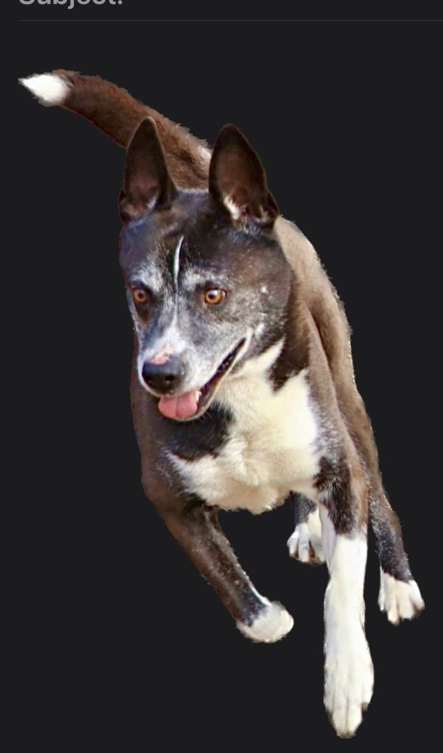 Jack, a Adoptable mixed breed in Amston, CT image 4/5