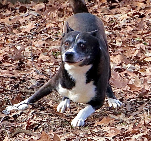 Jack, a Adoptable mixed breed in Amston, CT image 5/5