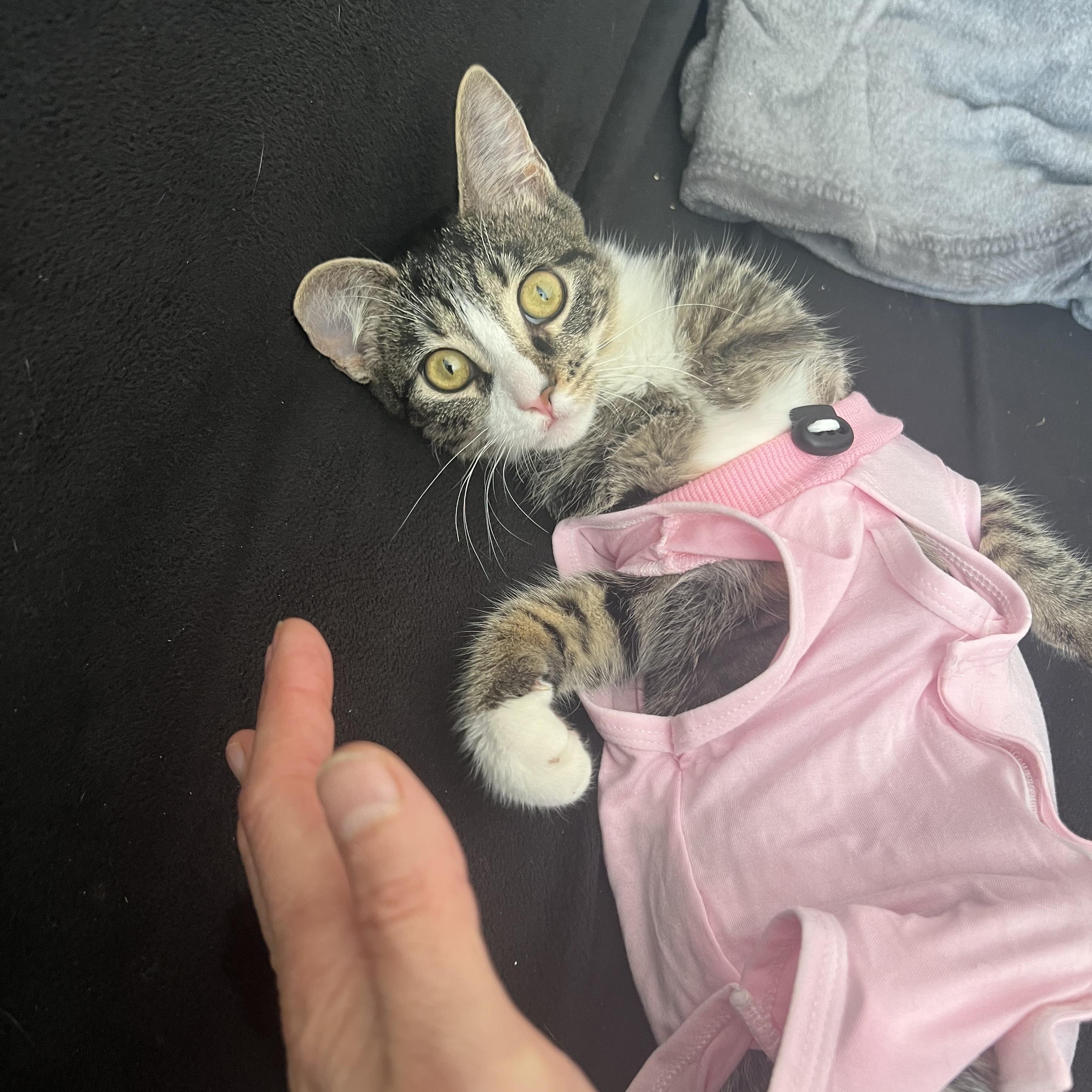 Petunia ~ the LoveMuffin Maker