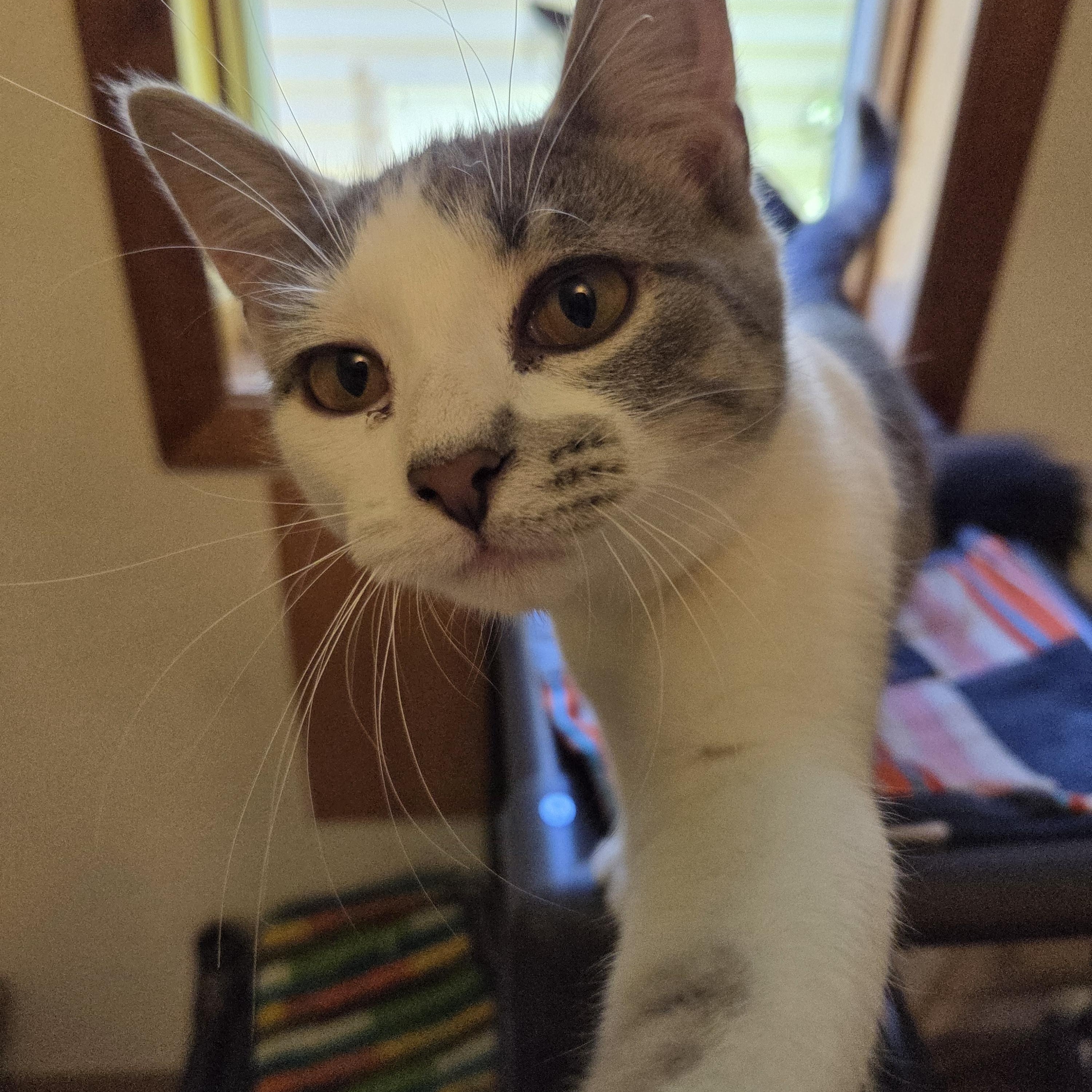 Enlarge Drusilla, a Adopted Domestic Short Hair in Manistique, MI image 3/3