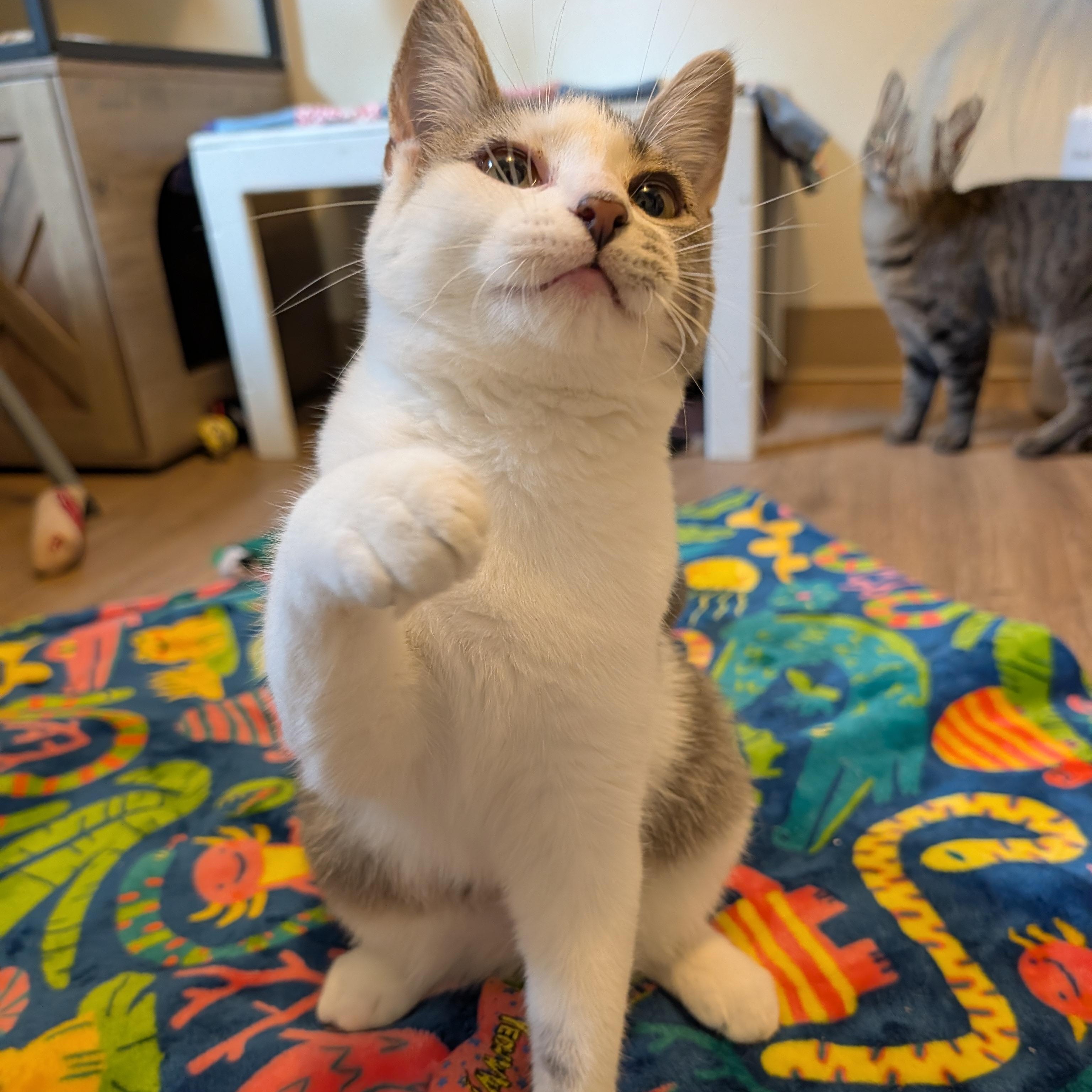 Drusilla, Adopted, Young Female Domestic Short Hair.