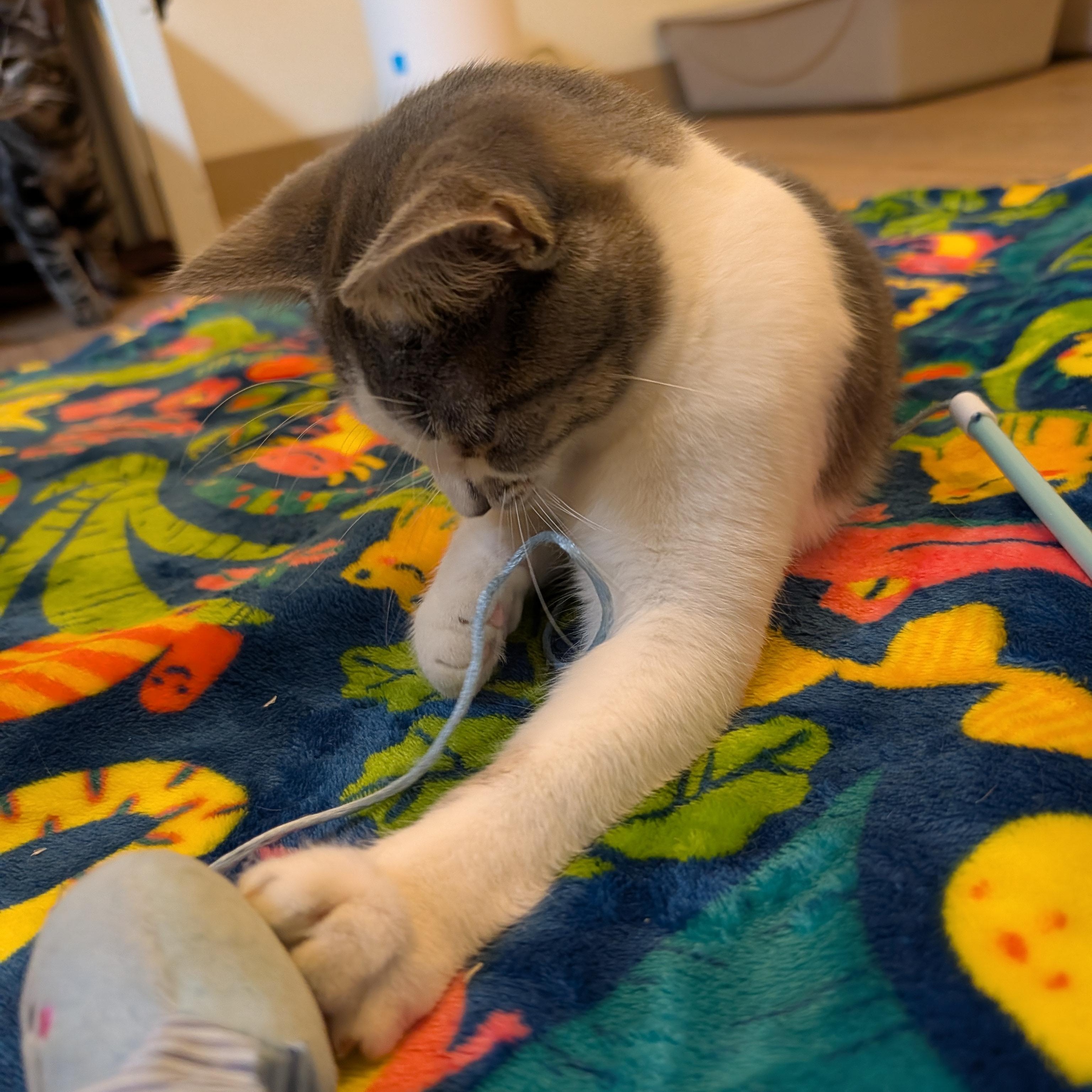 Enlarge Drusilla, a Adopted Domestic Short Hair in Manistique, MI image 2/3