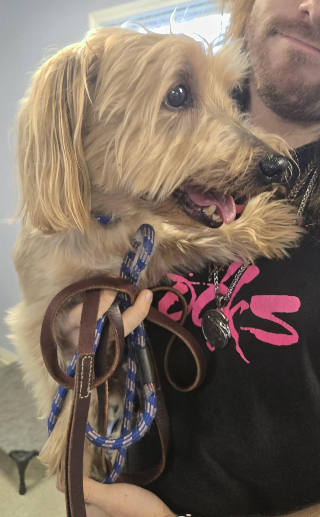 Enlarge Cooper, a Adoptable mixed breed in North Olmsted, OH image 2/2
