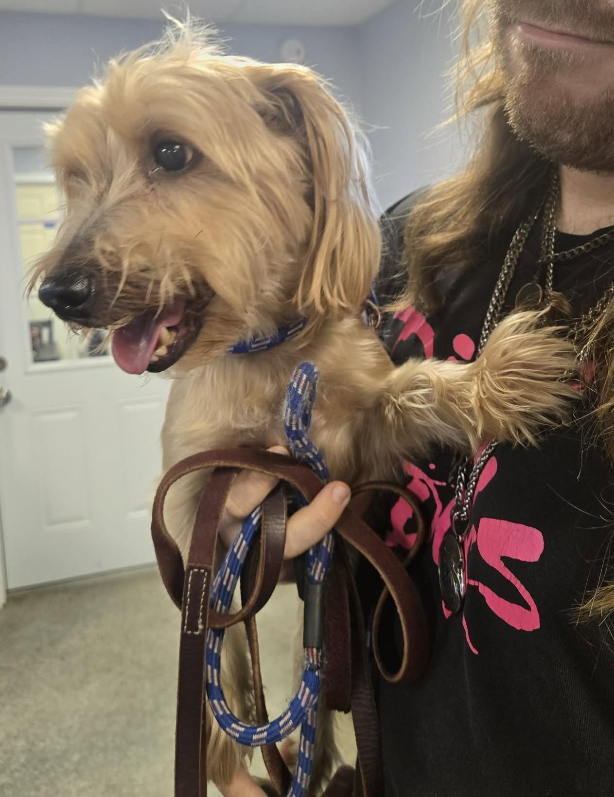 Enlarge Cooper, a Adoptable mixed breed in North Olmsted, OH image 1/2