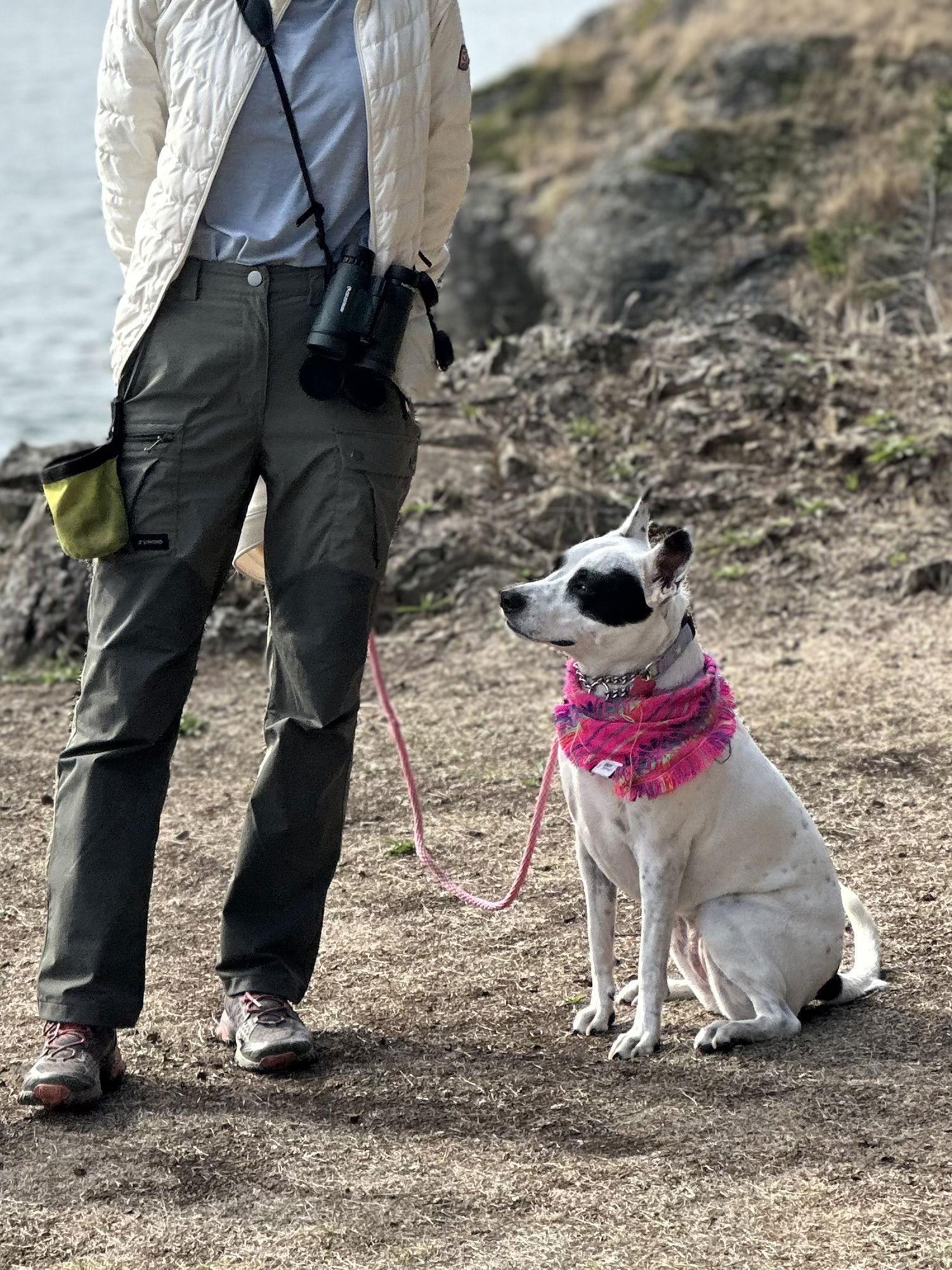 Luna, Adoptable, Adult Female Australian Cattle Dog / Blue Heeler.