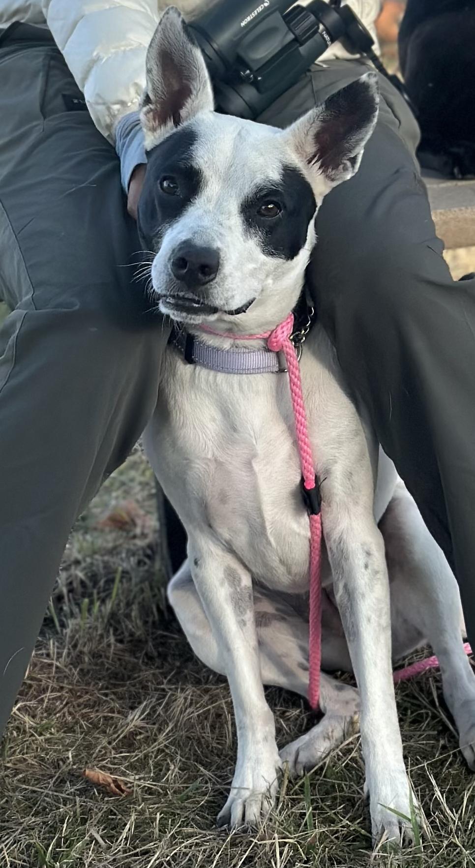 Enlarge Luna, a Adoptable Australian Cattle Dog / Blue Heeler in Bothell, WA image 3/3