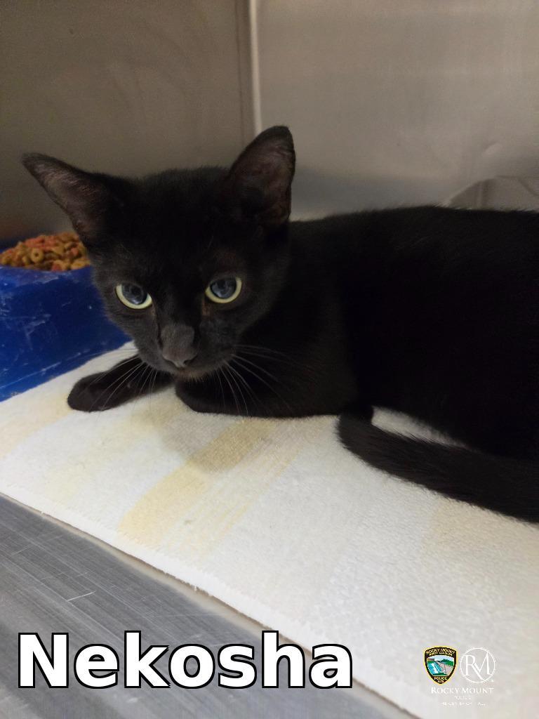 Nekosha, Adoptable, Young Female Domestic Short Hair.