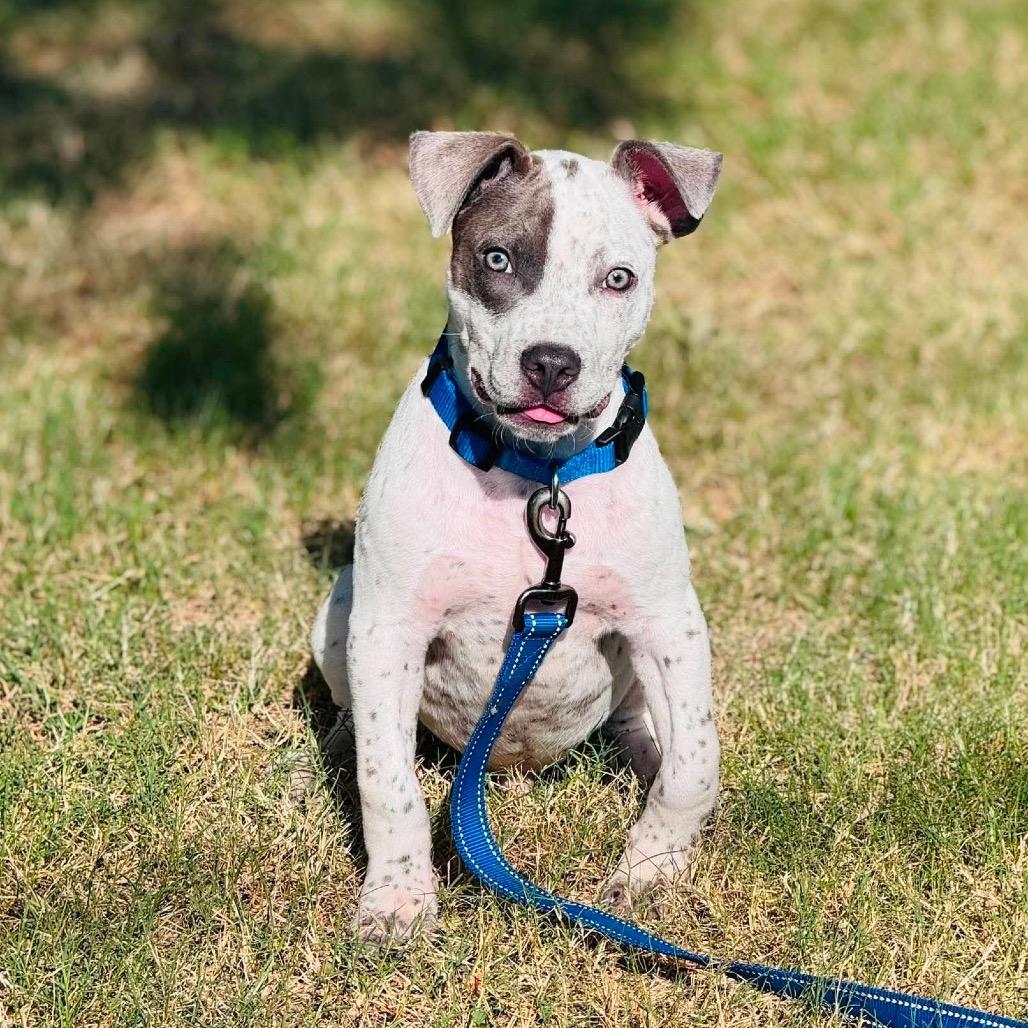 Bluey, Adoptable, Puppy Male German Shorthaired Pointer & Pit Bull Terrier.