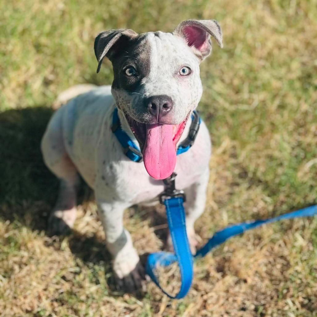Bluey, a Adoptable mixed breed in Sand Springs, OK image 2/6