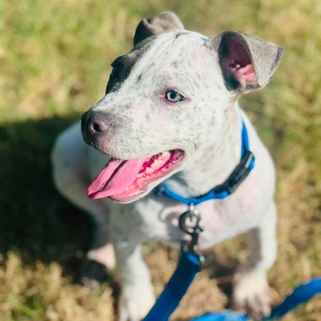 Bluey, a Adoptable mixed breed in Sand Springs, OK image 3/6