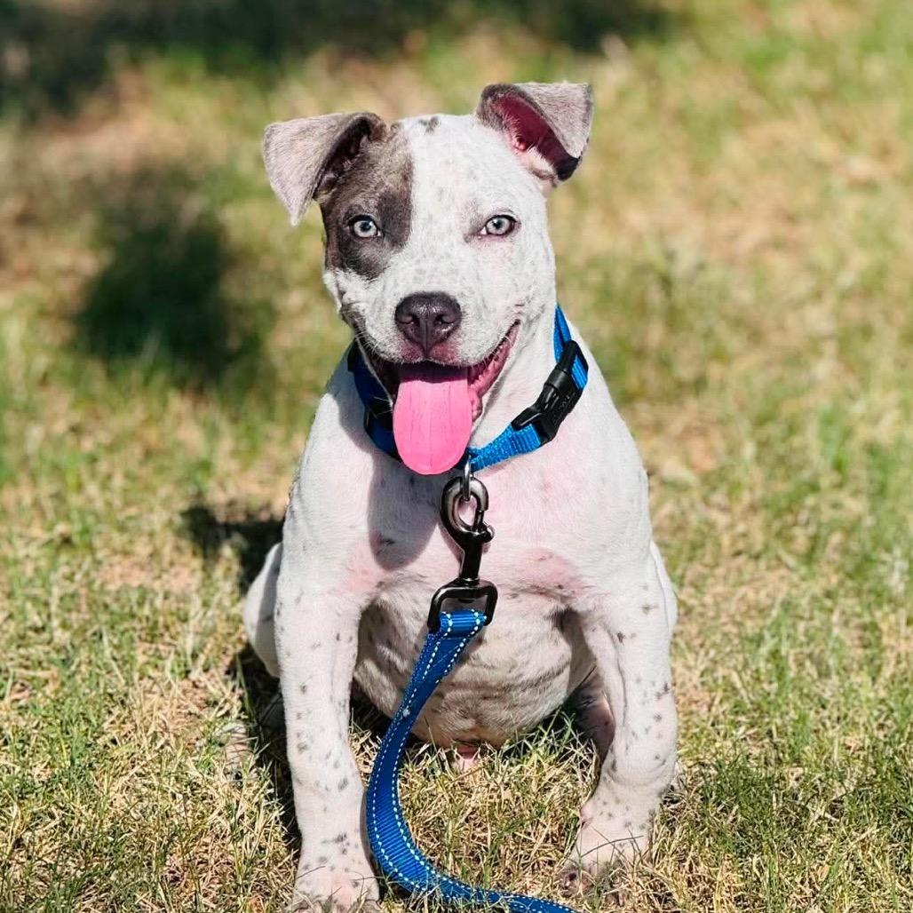 Bluey, a Adoptable mixed breed in Sand Springs, OK image 4/6