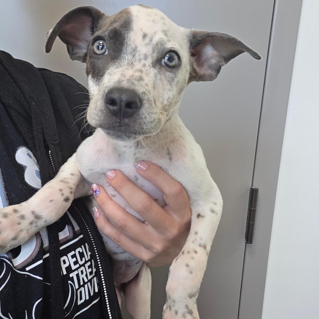 Bluey, Adoptable, Puppy Male German Shorthaired Pointer & Pit Bull Terrier.