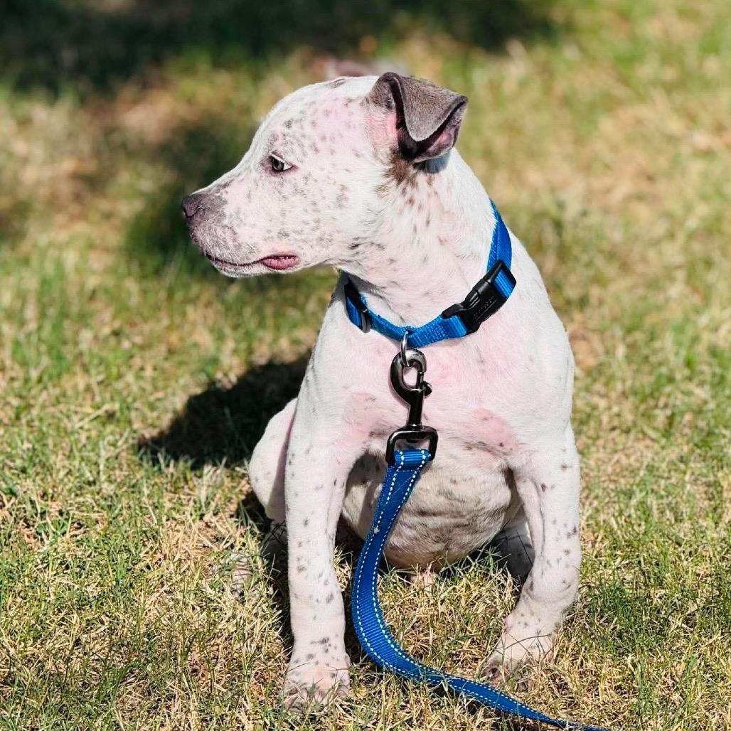 Bluey, a Adoptable mixed breed in Sand Springs, OK image 6/6