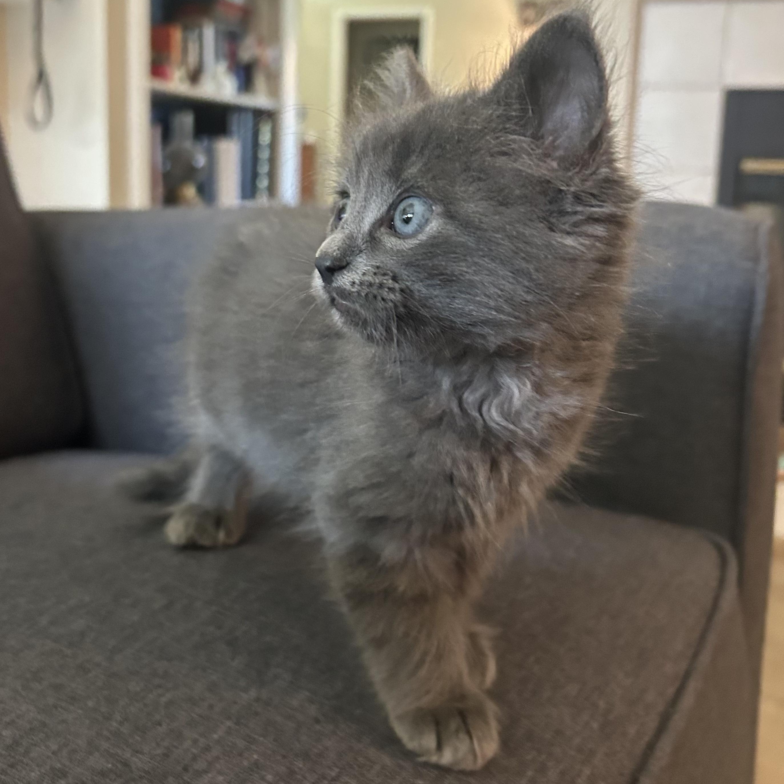 Dragon, an adopted Domestic Medium Hair in Bryan, TX image 6/6