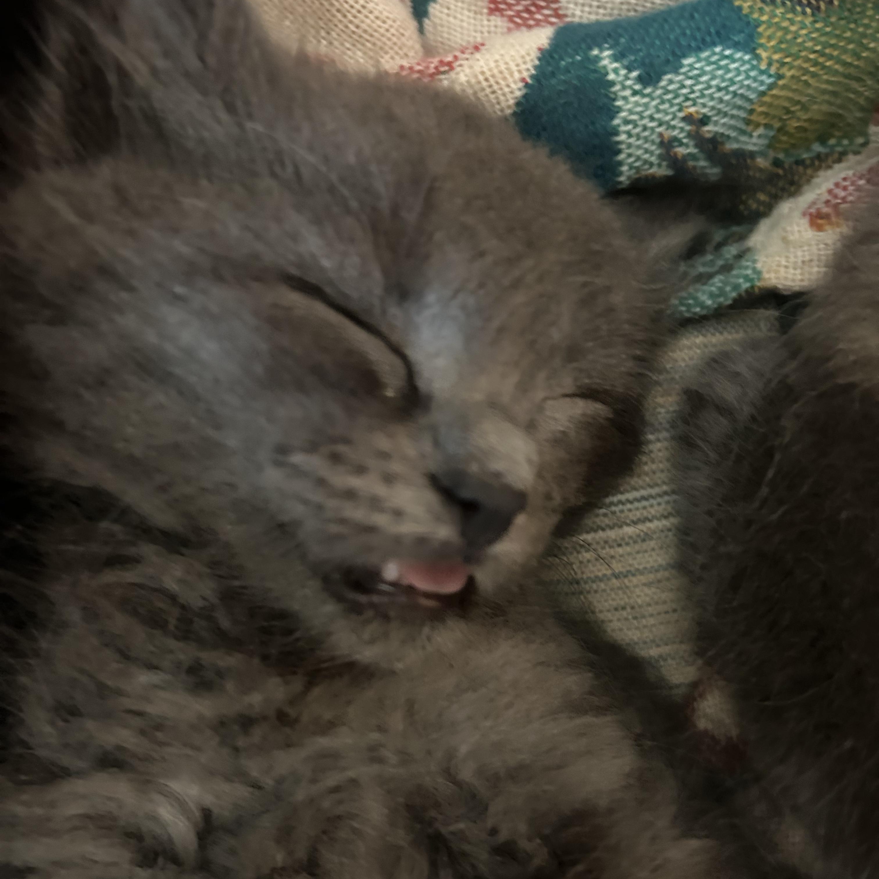 Dragon, an adopted Domestic Medium Hair in Bryan, TX image 4/6
