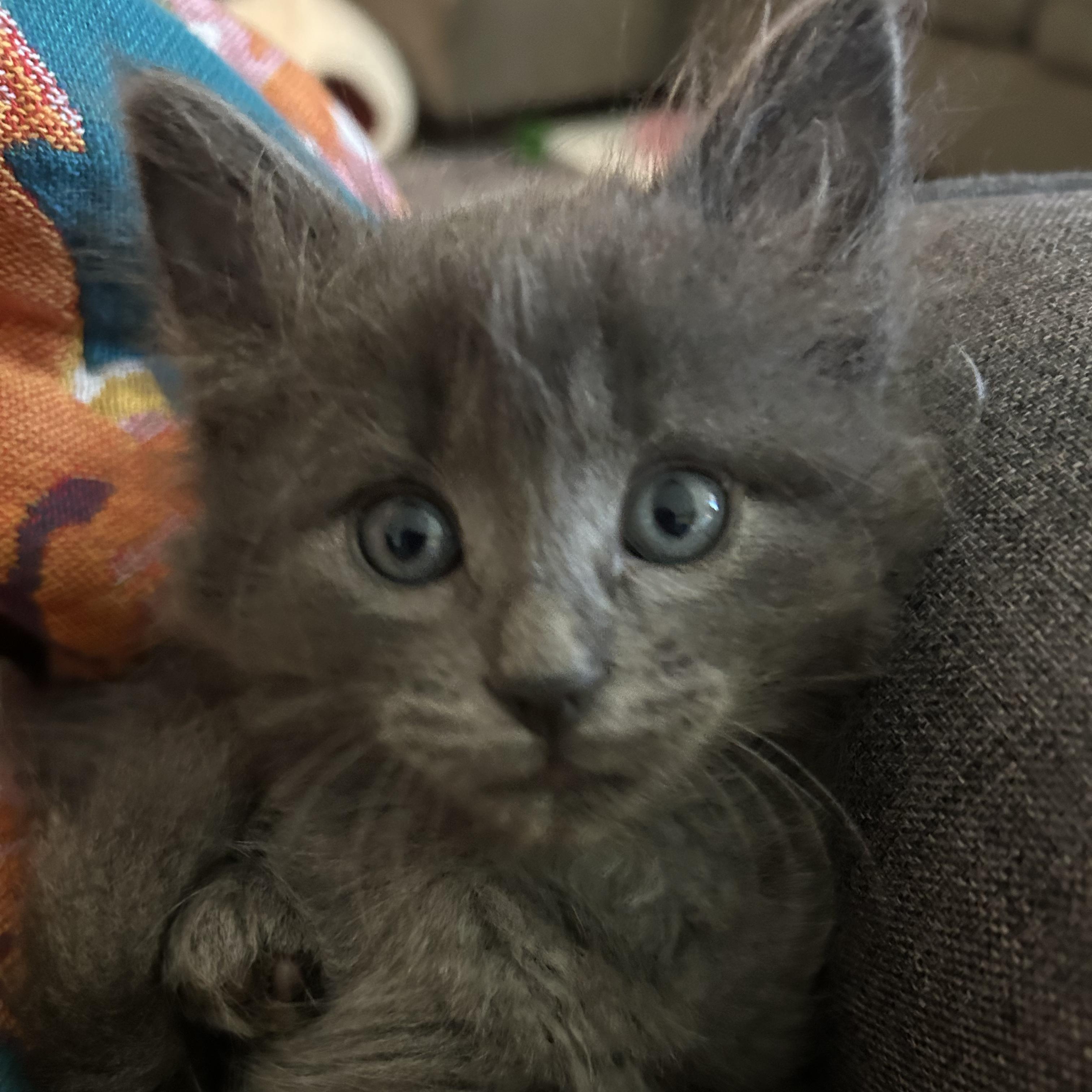 Dragon, an adopted Domestic Medium Hair in Bryan, TX image 2/6