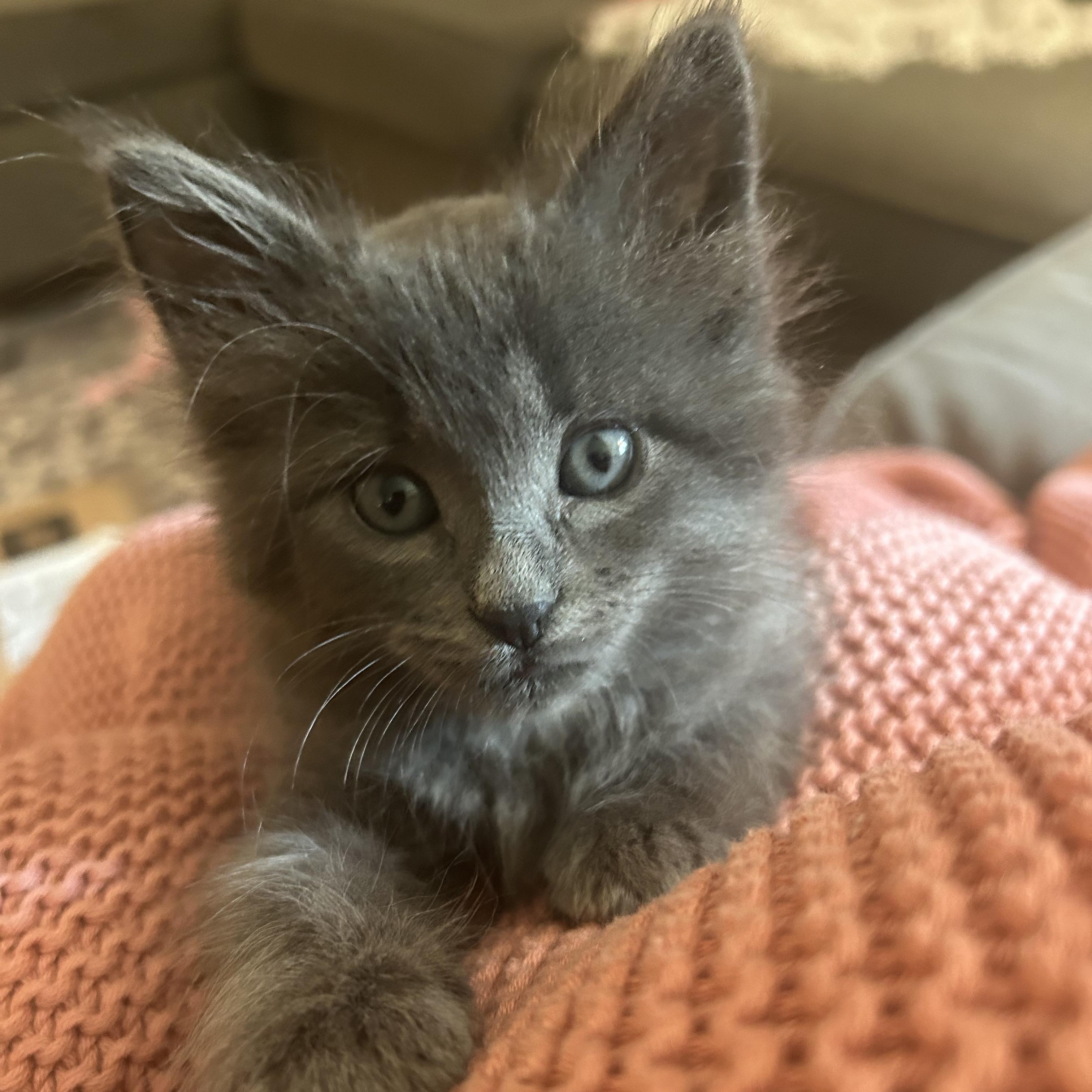 Dragon, an adopted Domestic Medium Hair in Bryan, TX image 3/6