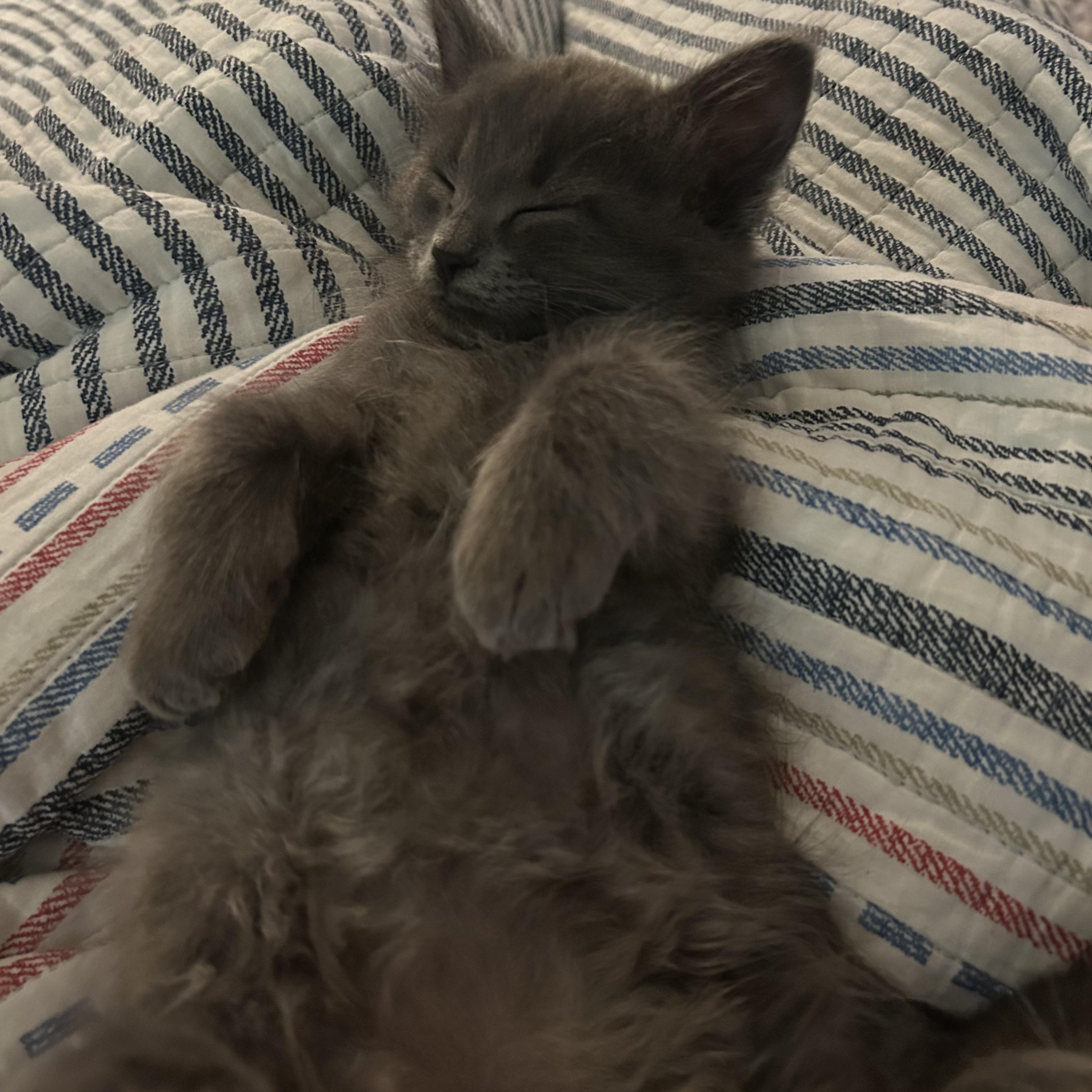 Dragon, an adopted Domestic Medium Hair in Bryan, TX image 5/6