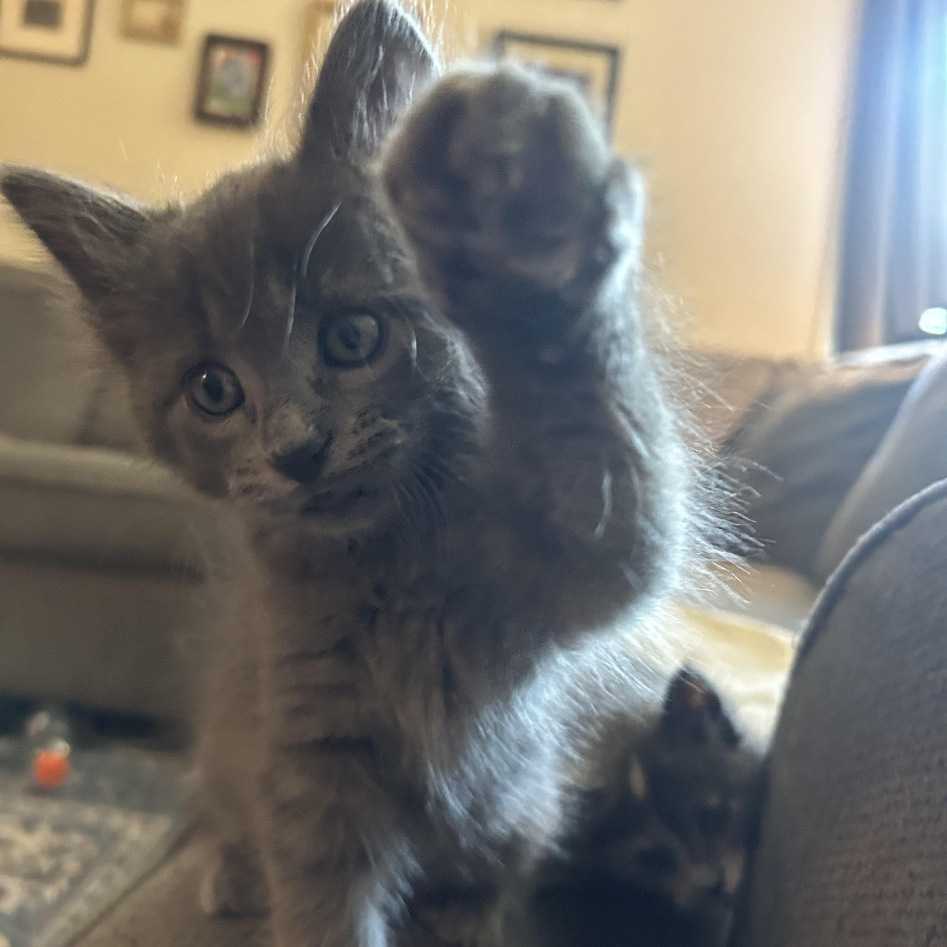 Dragon, adopted, Kitten Male Domestic Medium Hair.