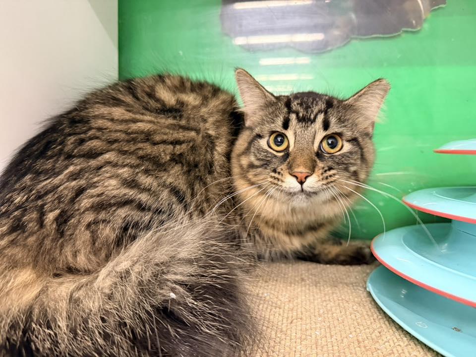 Crepe, a ADOPTABLE Domestic Long Hair in Cleveland, OH image 3/4