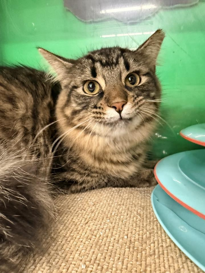 Crepe, a ADOPTABLE Domestic Long Hair in Cleveland, OH image 4/4