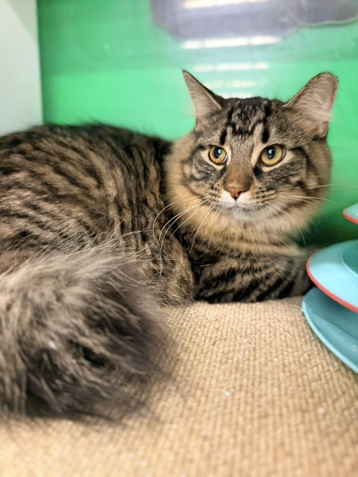 Crepe, a ADOPTABLE Domestic Long Hair in Cleveland, OH image 1/4