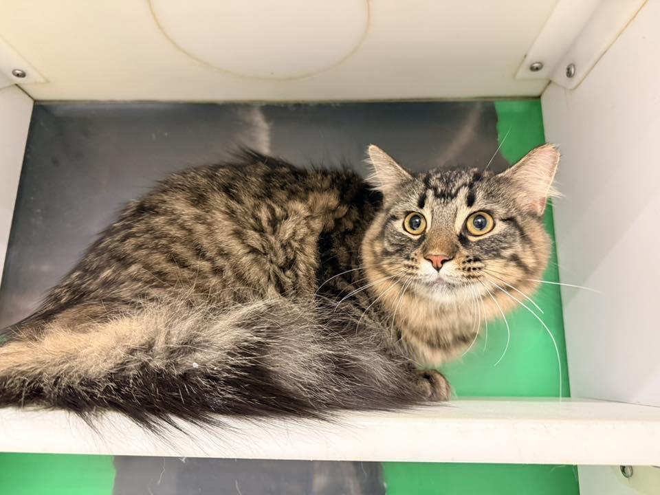 Crepe, a ADOPTABLE Domestic Long Hair in Cleveland, OH image 2/4