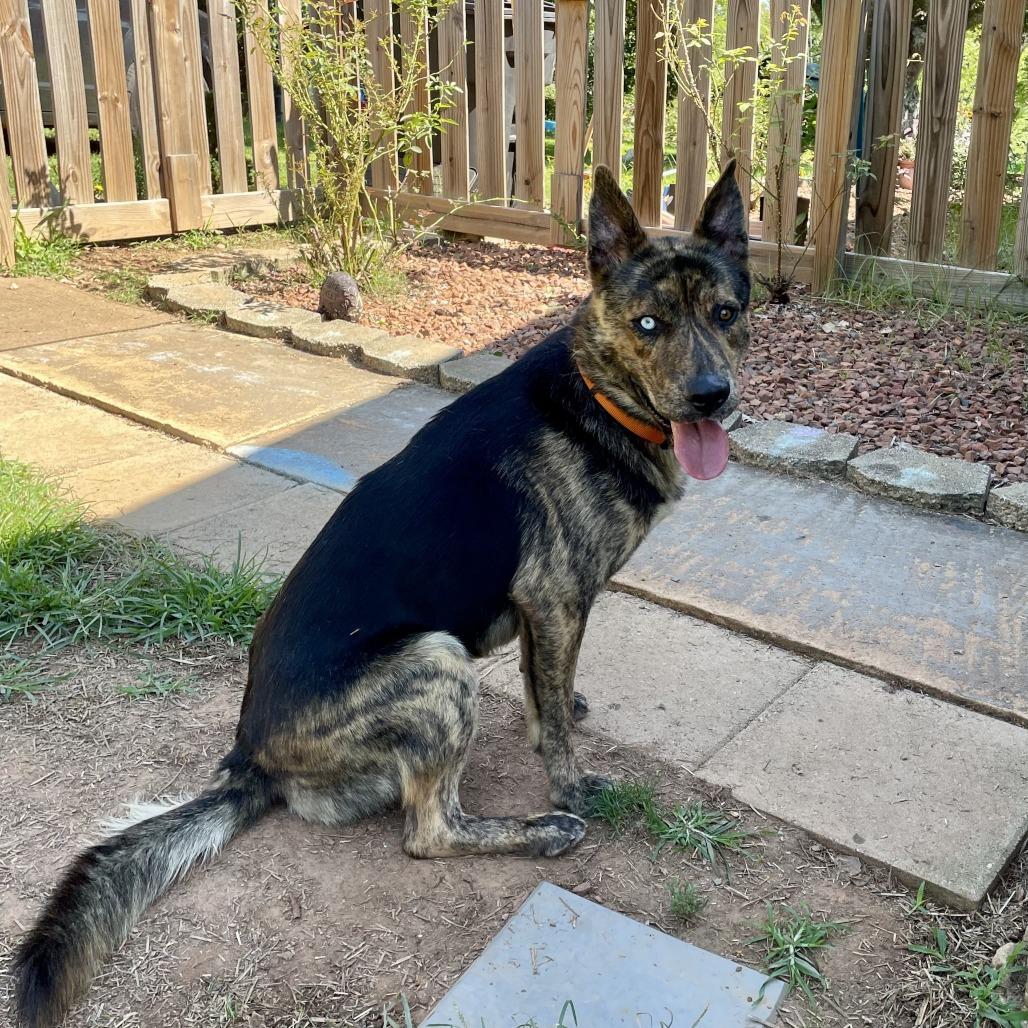 Colt, Adoptable, Adult Male German Shepherd Dog.