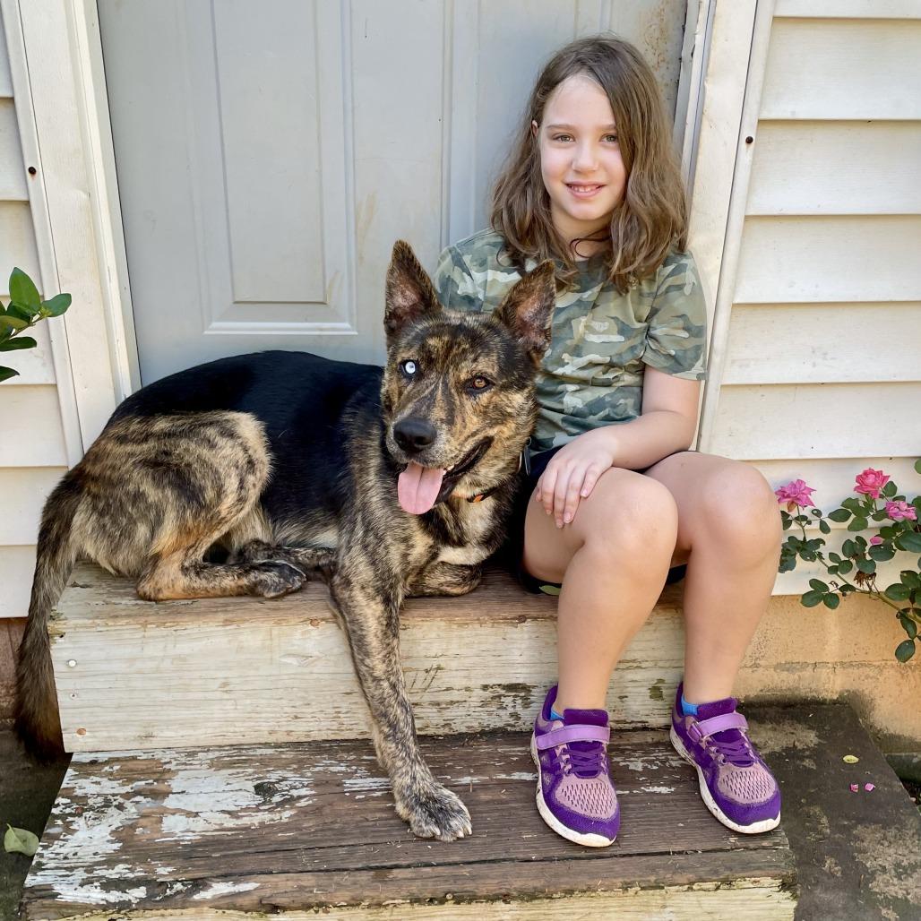 Enlarge Colt, a Adoptable German Shepherd Dog in Walnut Cove, NC image 2/3